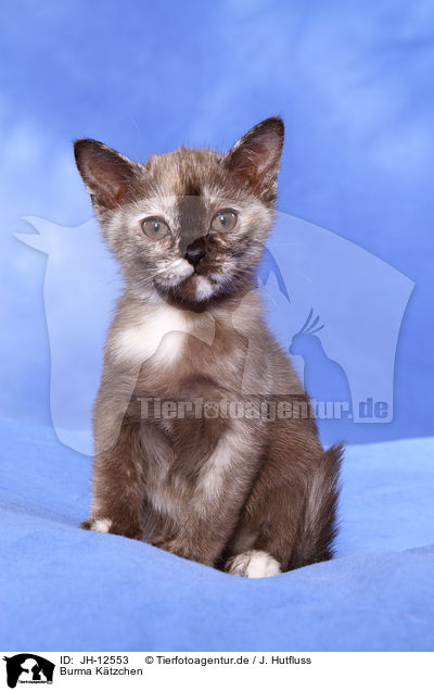 Burma Ktzchen / JH-12553