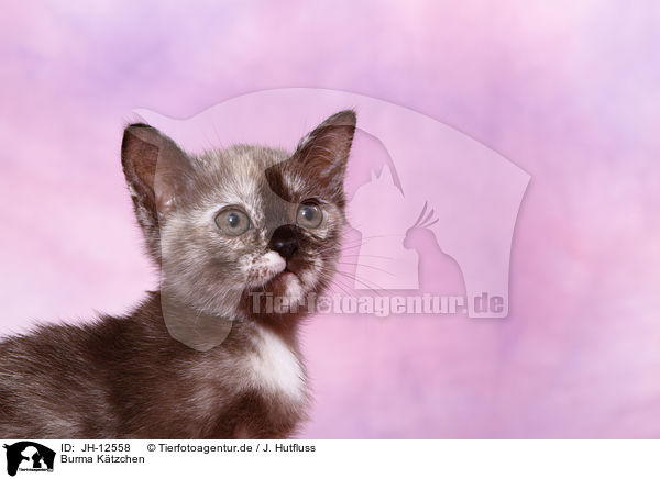 Burma Ktzchen / JH-12558