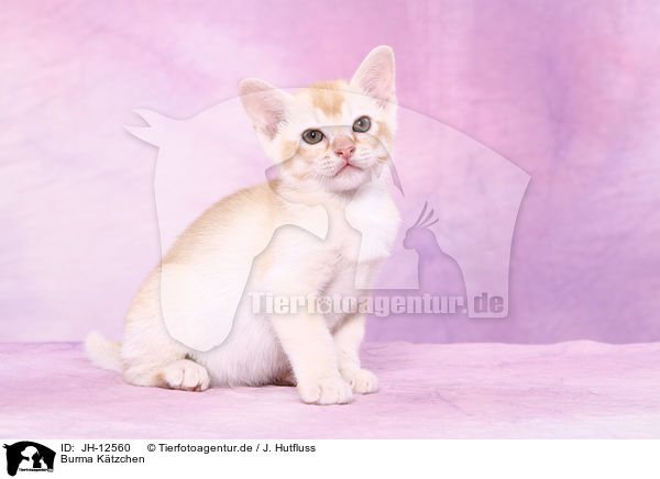 Burma Ktzchen / JH-12560