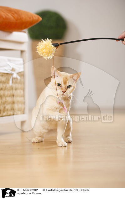 spielende Burma / playing Burmese Cat / NN-08202