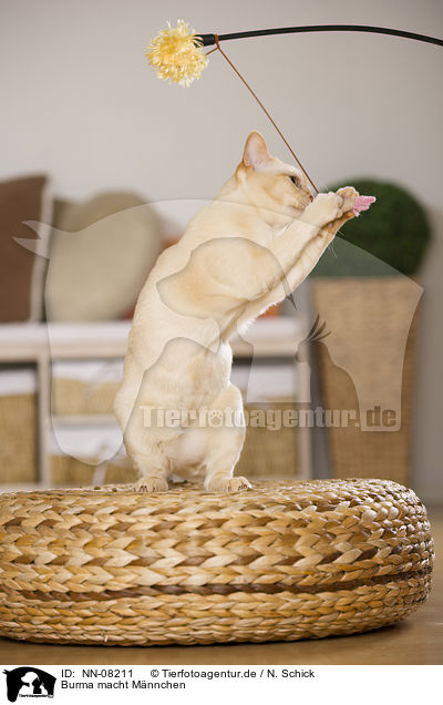 Burma macht Mnnchen / begging Burmese Cat / NN-08211