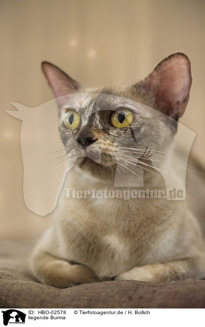 liegende Burma / lying Burmese Cat / HBO-02578