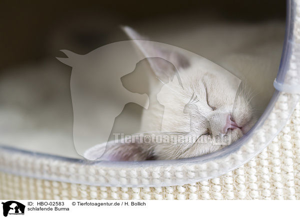 schlafende Burma / sleeping Burmese Cat / HBO-02583