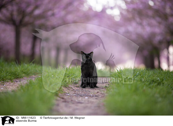 sitzende Burma / sitting Burmese Cat / MW-11623