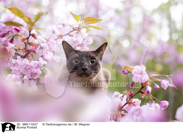 Burma Portrait / Burmese Cat Portrait / MW-11627