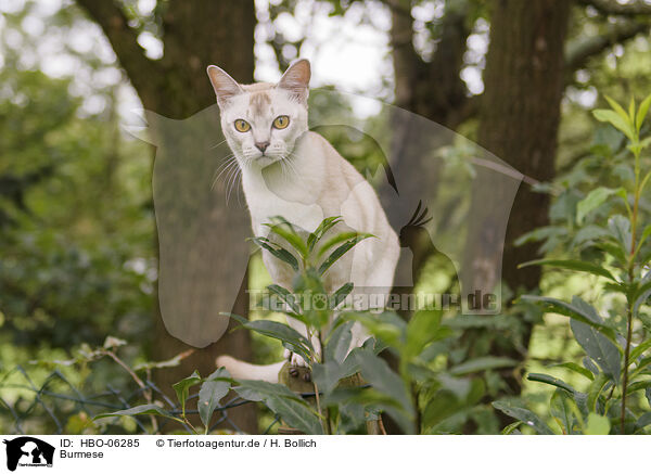 Burmese / HBO-06285