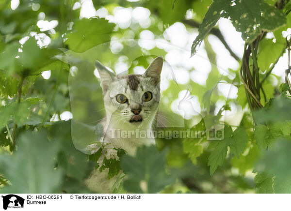 Burmese / Burmese / HBO-06291