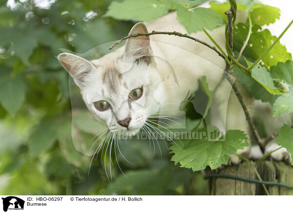 Burmese / Burmese / HBO-06297