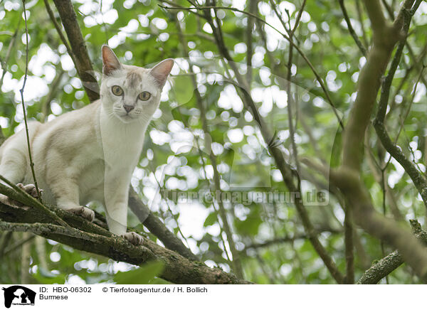 Burmese / Burmese / HBO-06302