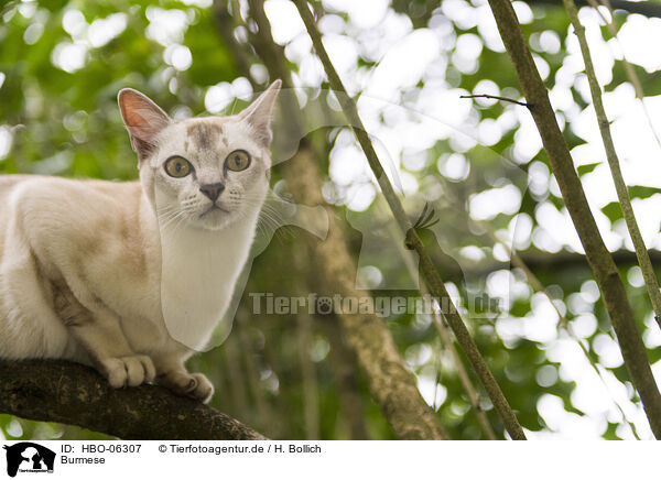 Burmese / Burmese / HBO-06307