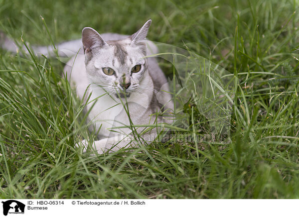 Burmese / Burmese / HBO-06314