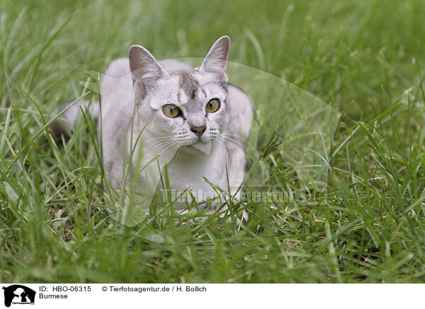 Burmese / Burmese / HBO-06315