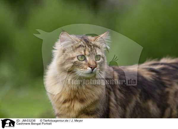 Cashmere Bengal Portrait / JM-03236