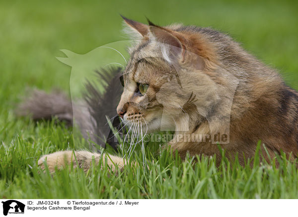 liegende Cashmere Bengal / lying Cashmere Bengal / JM-03248