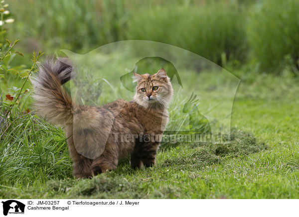 Cashmere Bengal / Cashmere Bengal / JM-03257