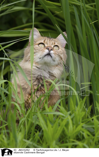 sitzende Cashmere Bengal / sitting Cashmere Bengal / JM-03262