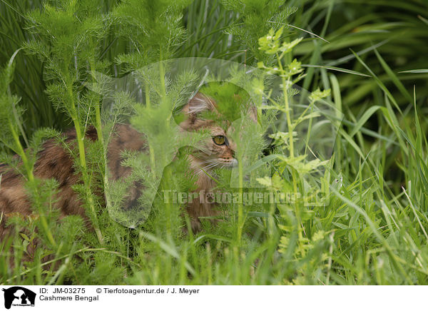 Cashmere Bengal / Cashmere Bengal / JM-03275