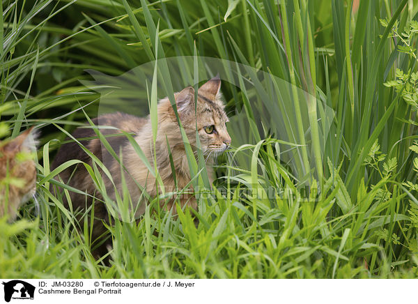 Cashmere Bengal Portrait / Cashmere Bengal Portrait / JM-03280