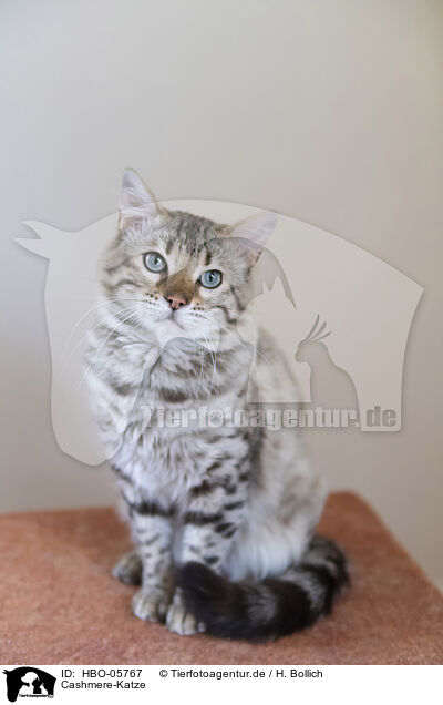 Cashmere-Katze / Cashmere Bengal / HBO-05767