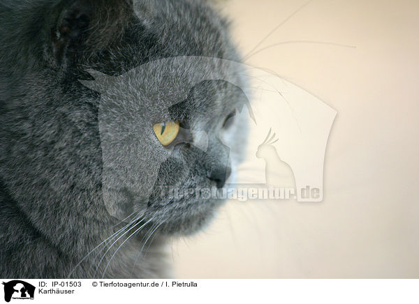 Karthuser / Chartreux / IP-01503