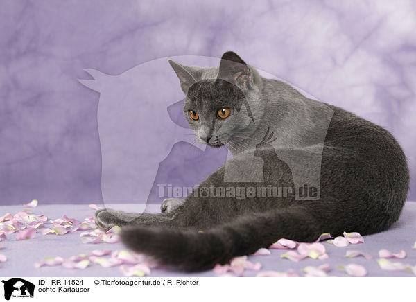 echte Kartuser / RR-11524