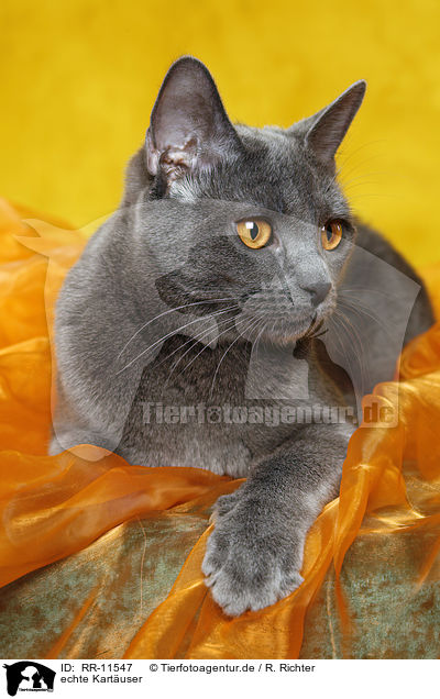 echte Kartuser / Chartreux / RR-11547