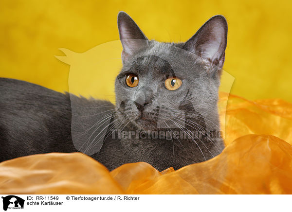 echte Kartuser / Chartreux / RR-11549