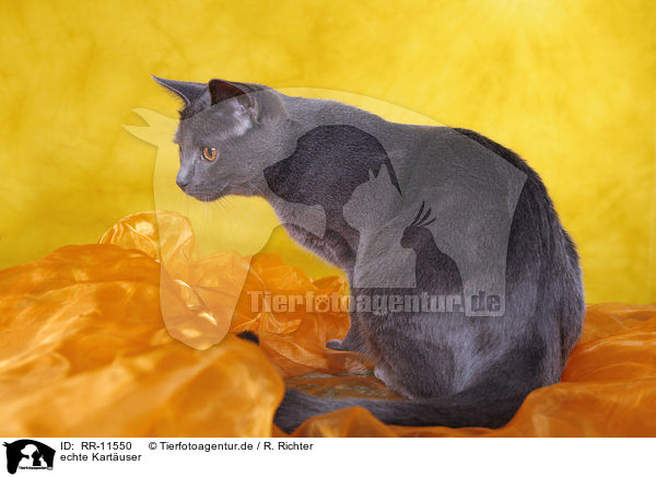 echte Kartuser / Chartreux / RR-11550