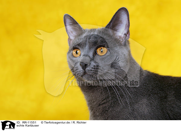 echte Kartuser / Chartreux / RR-11551