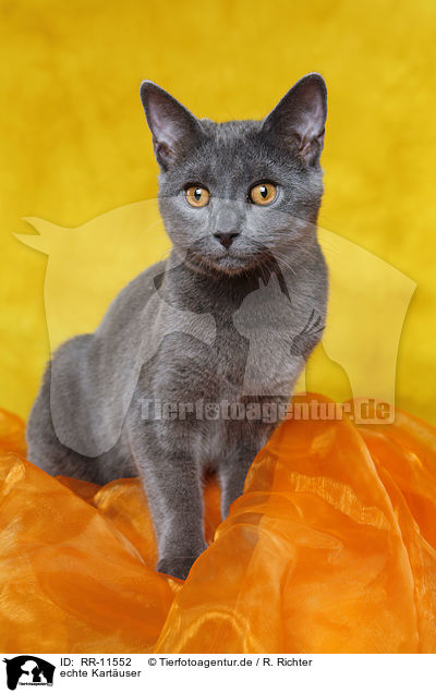 echte Kartuser / Chartreux / RR-11552