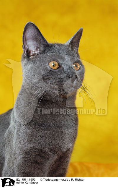 echte Kartuser / Chartreux / RR-11553