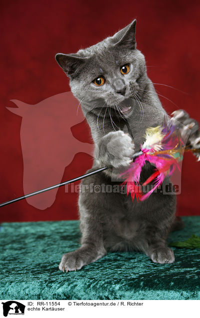 echte Kartuser / Chartreux / RR-11554