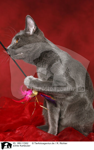 echte Kartuser / Chartreux / RR-11562