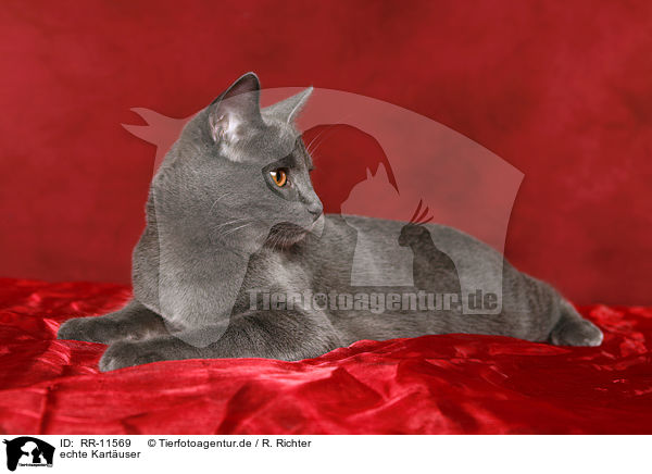 echte Kartuser / Chartreux / RR-11569