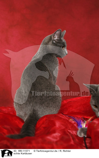 echte Kartuser / Chartreux / RR-11571