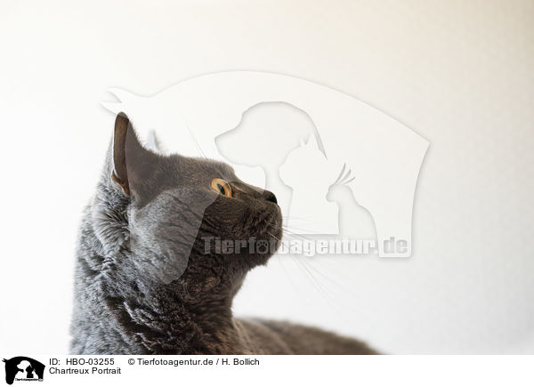 Chartreux Portrait / Chartreux portrait / HBO-03255
