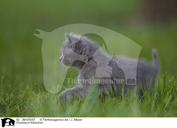 Chartreux Ktzchen / Chartreux kitten / JM-05057