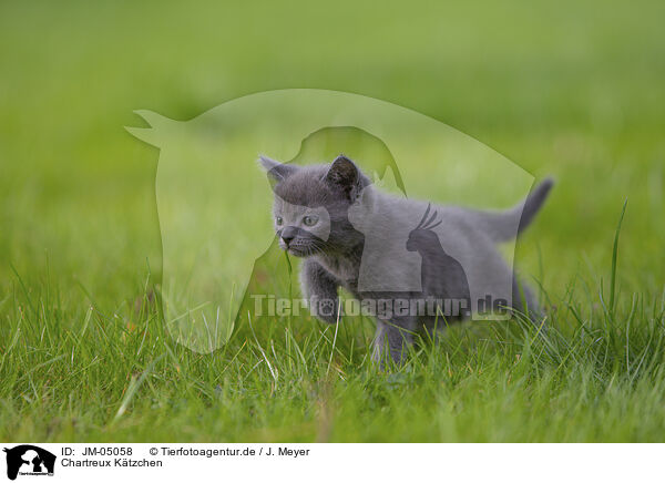 Chartreux Ktzchen / Chartreux kitten / JM-05058