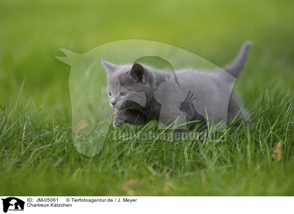 Chartreux Ktzchen / Chartreux kitten / JM-05061
