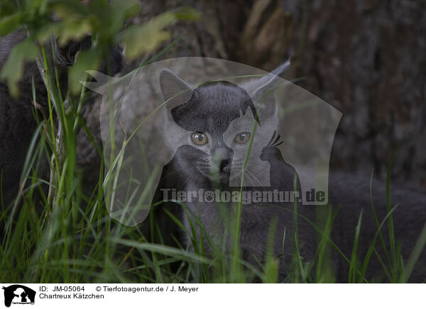 Chartreux Ktzchen / Chartreux kitten / JM-05064