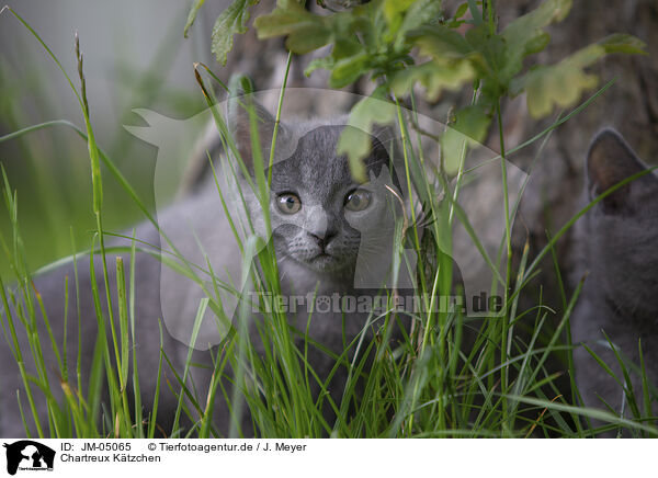 Chartreux Ktzchen / Chartreux kitten / JM-05065