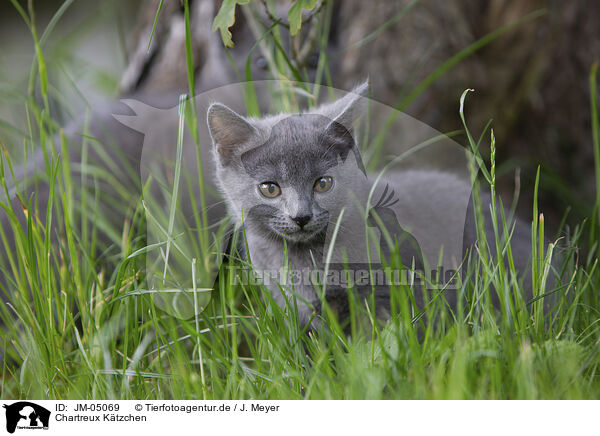 Chartreux Ktzchen / JM-05069