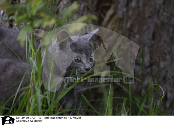 Chartreux Ktzchen / JM-05073