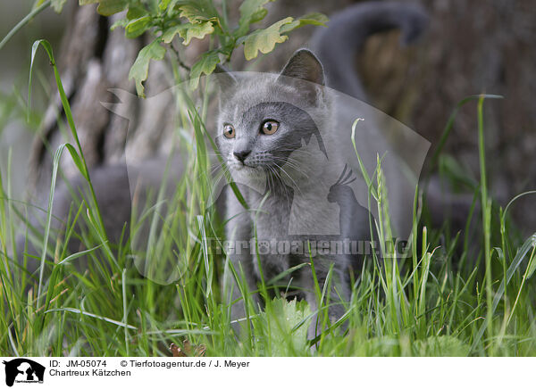 Chartreux Ktzchen / JM-05074