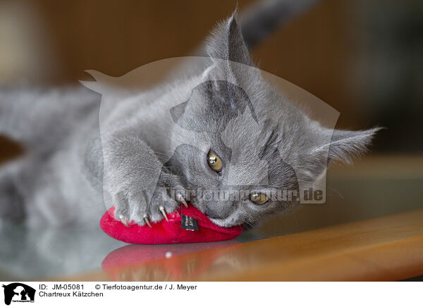 Chartreux Ktzchen / Chartreux kitten / JM-05081