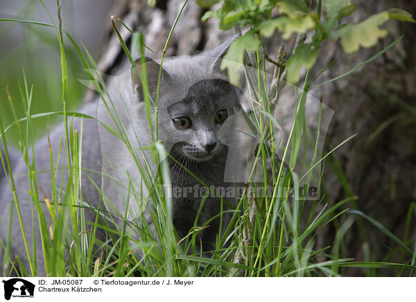 Chartreux Ktzchen / Chartreux kitten / JM-05087