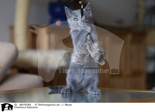Chartreux Ktzchen / Chartreux kitten / JM-05089