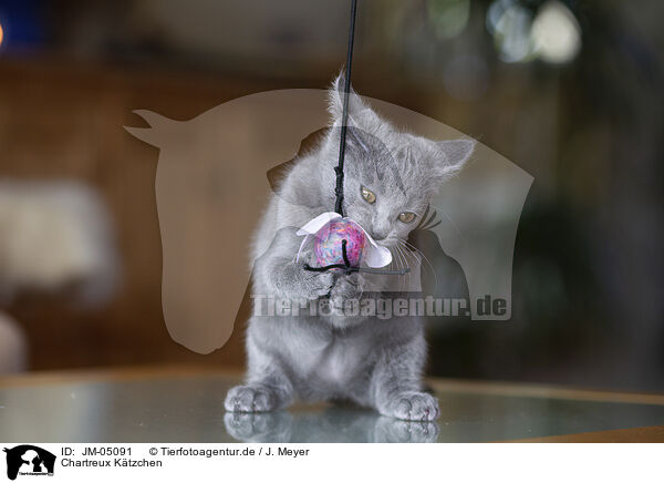 Chartreux Ktzchen / Chartreux kitten / JM-05091