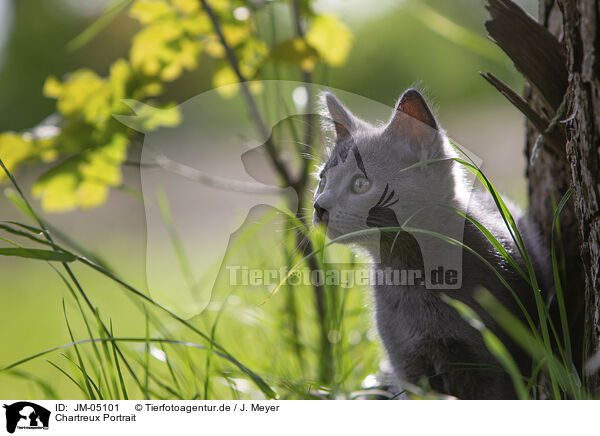 Chartreux Portrait / Chartreux Portrait / JM-05101