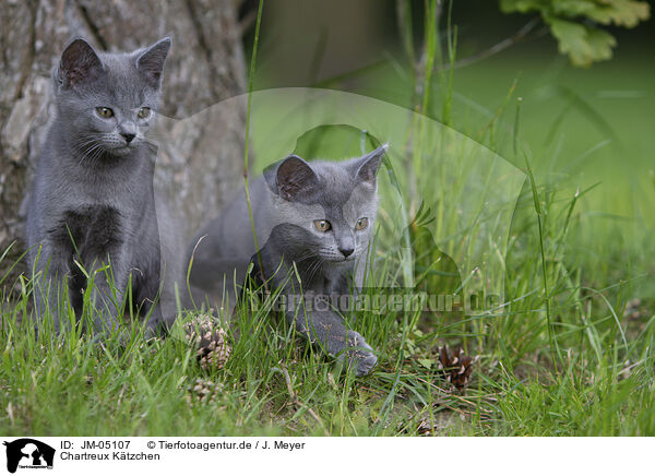 Chartreux Ktzchen / JM-05107